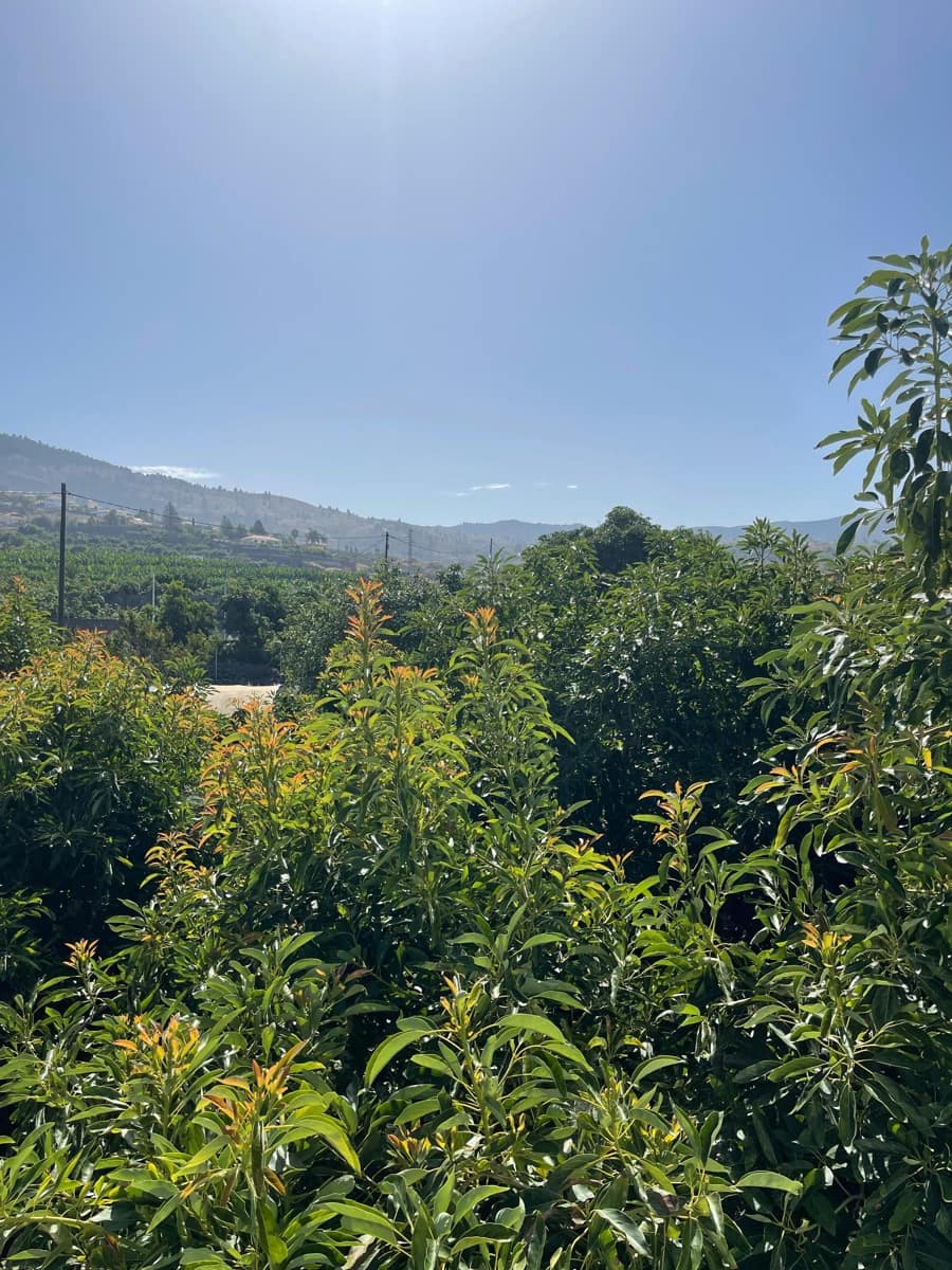 5 soveværelse Villa til salg i Los Llanos de Aridane med swimmingpool garage - € 860.000 (Ref: 9162812)