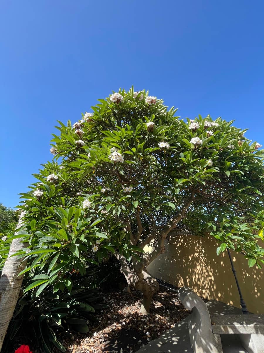 5 soveværelse Villa til salg i Los Llanos de Aridane med swimmingpool garage - € 860.000 (Ref: 9162812)