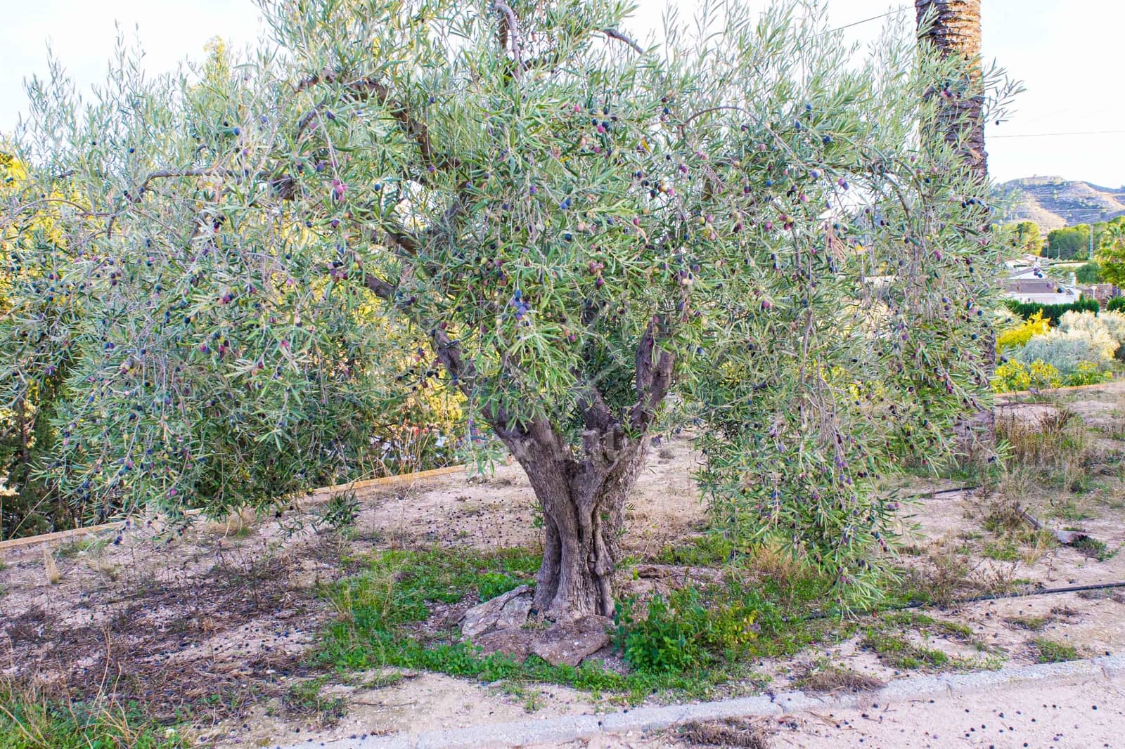 6 quarto Quinta/Casa Rural para venda em Monovar / Monover com garagem - 399 995 € (Ref: 9377748)