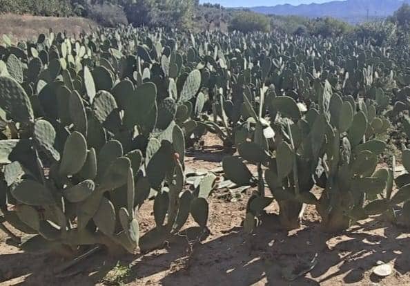Finca/Landehus til salg i Alhaurín el Grande - € 220.000 (Ref: 10179234)