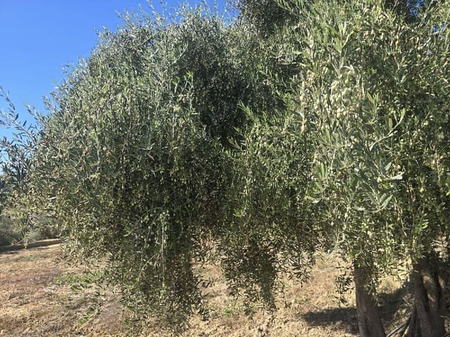 Finca/Landehus til salg i Alhaurín el Grande - € 220.000 (Ref: 10179234)