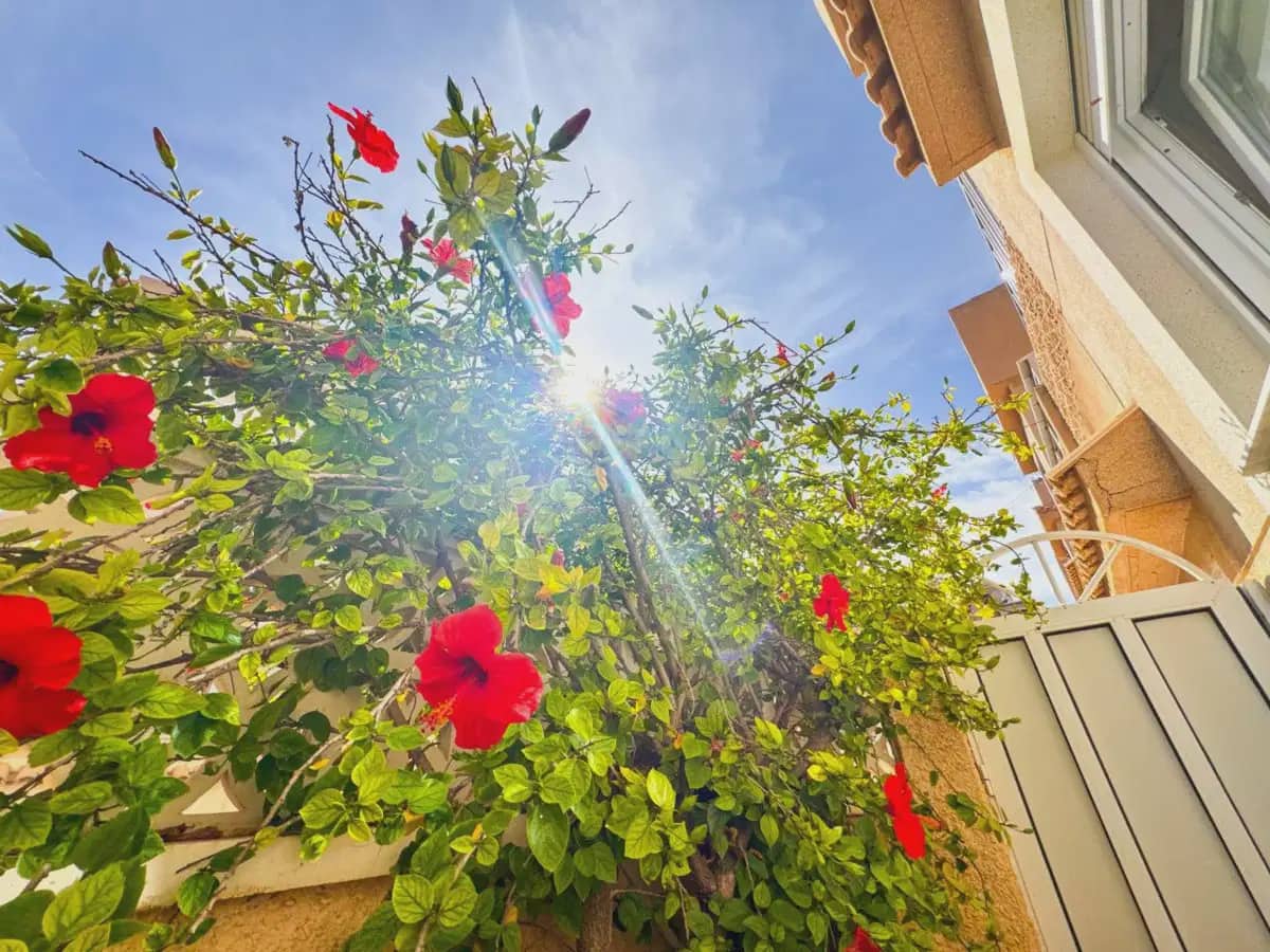 3 bedroom Townhouse for sale in La Mata - € 419,000 (Ref: 10046713)