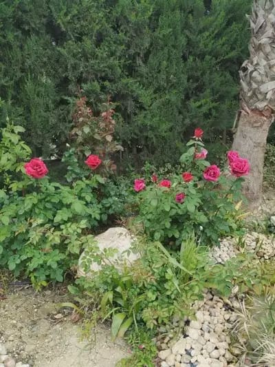Finca/Casa Rural de 5 habitaciones en Crevillente / Crevillent en venta - 479.000 € (Ref: 10049768)