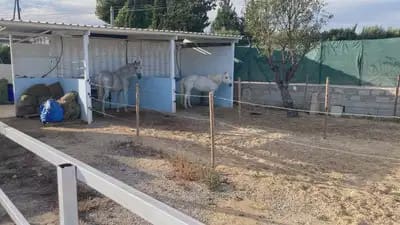 Finca/Casa Rural de 5 habitaciones en Crevillente / Crevillent en venta - 479.000 € (Ref: 10049768)