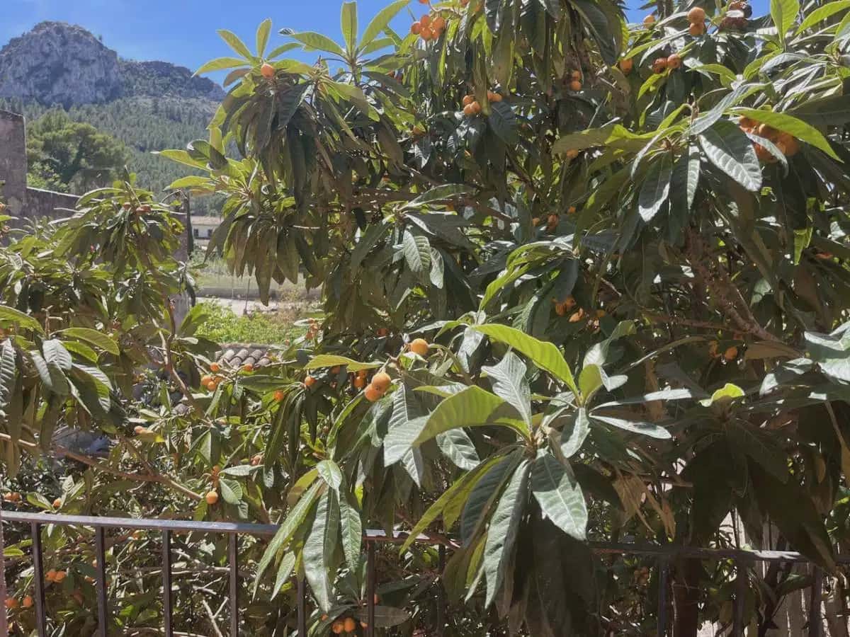 5 sovrum Hus till salu i Orba - 345 000 € (Ref: 9844874)