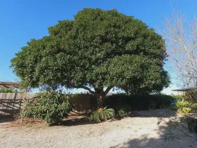 3 camera da letto Finca/Casa di Campagna in vendita in Orihuela con piscina - 375.000 € (Rif: 9844891)