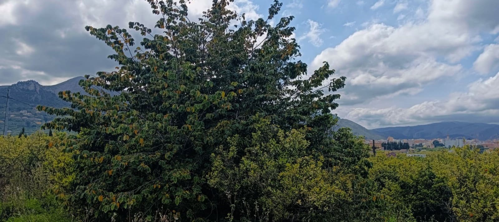 1 Zimmer Finca/Landgut zu verkaufen in Pego - 150.000 € (Ref: 9451833)