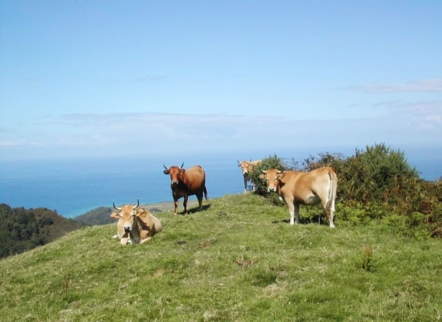 Undeveloped Land for sale in Cudillero - € 3,400,000 (Ref: 9058150)