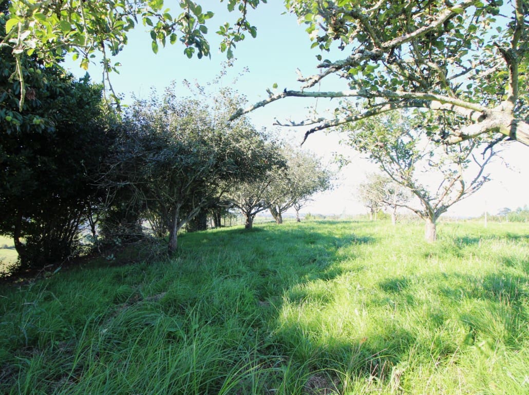 Byggegrund til salg i Villaviciosa - € 90.000 (Ref: 9186322)