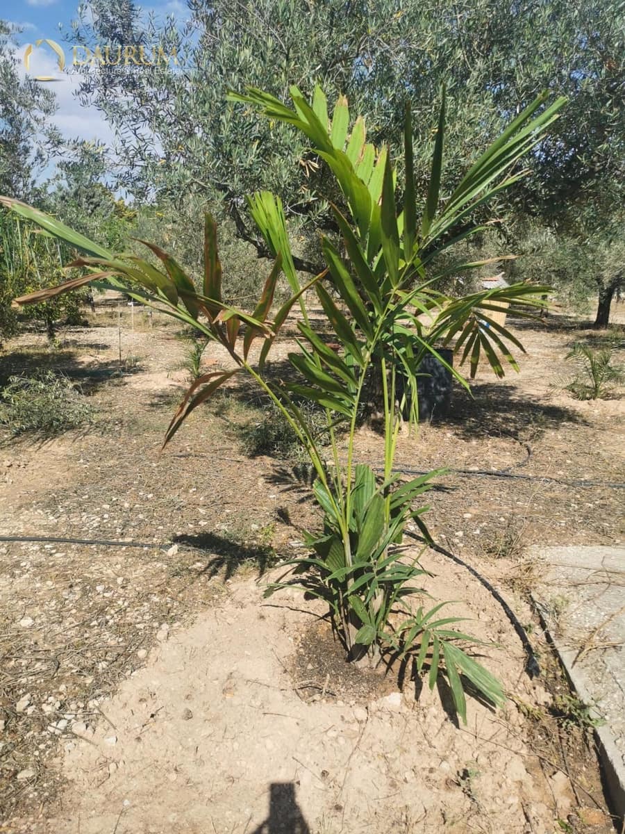 5 bedroom Villa for sale in Novelda with pool garage - € 425,000 (Ref: 9419482)