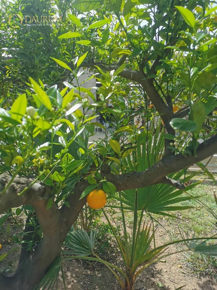 5 bedroom Villa for sale in Novelda with pool garage - € 425,000 (Ref: 9419482)