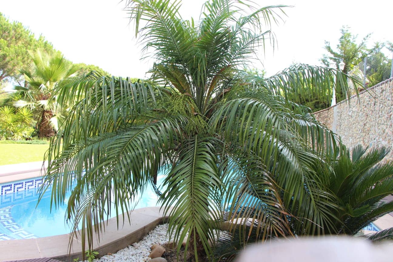 5 makuuhuone Huvila myytävänä paikassa Lloret de Mar mukana uima-altaan 
autotalli - 995 000 € (Ref: 9196736)