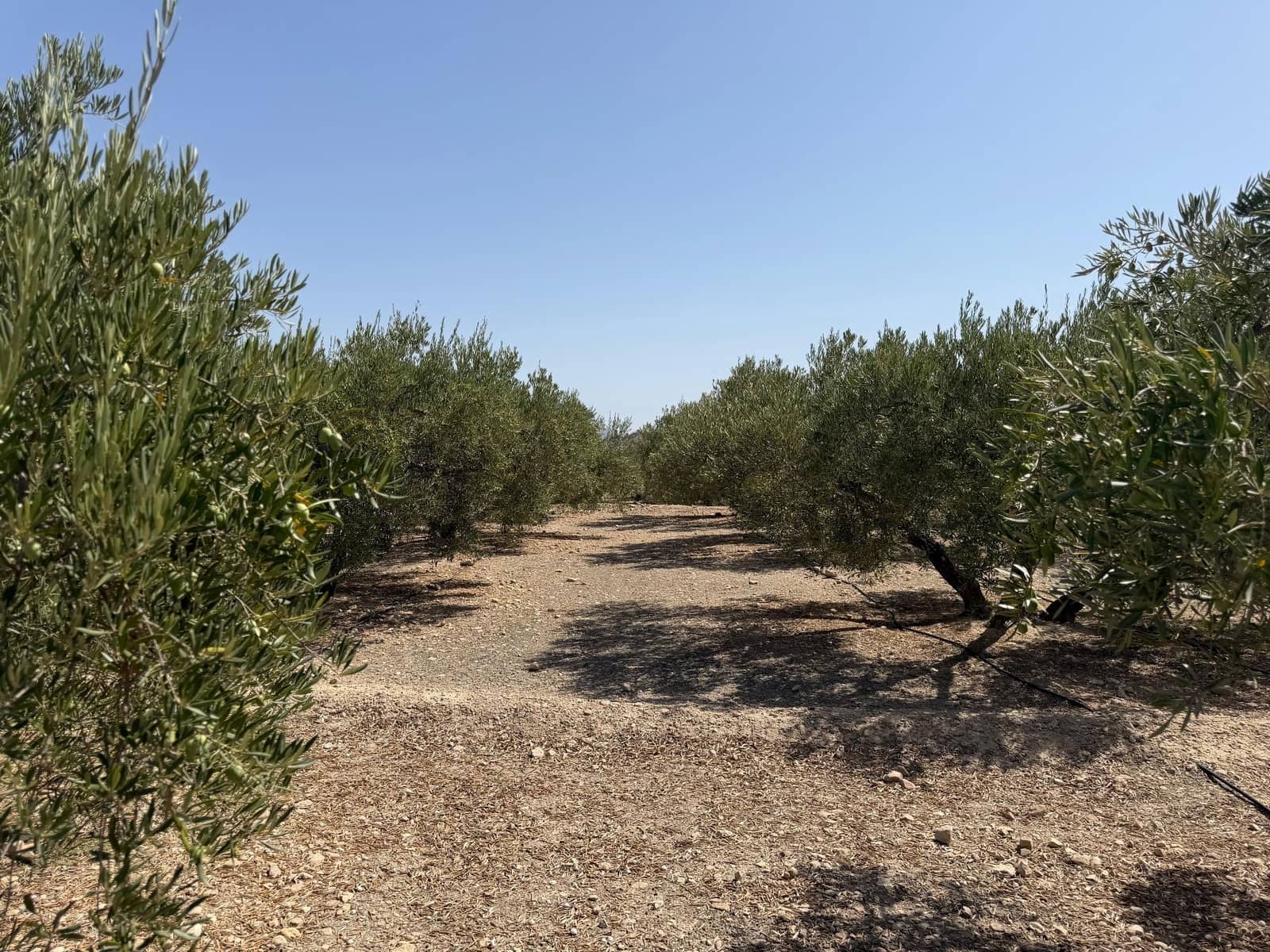 Finca/Casa Rural en Abanilla en venta - 23.900 € (Ref: 10057952)