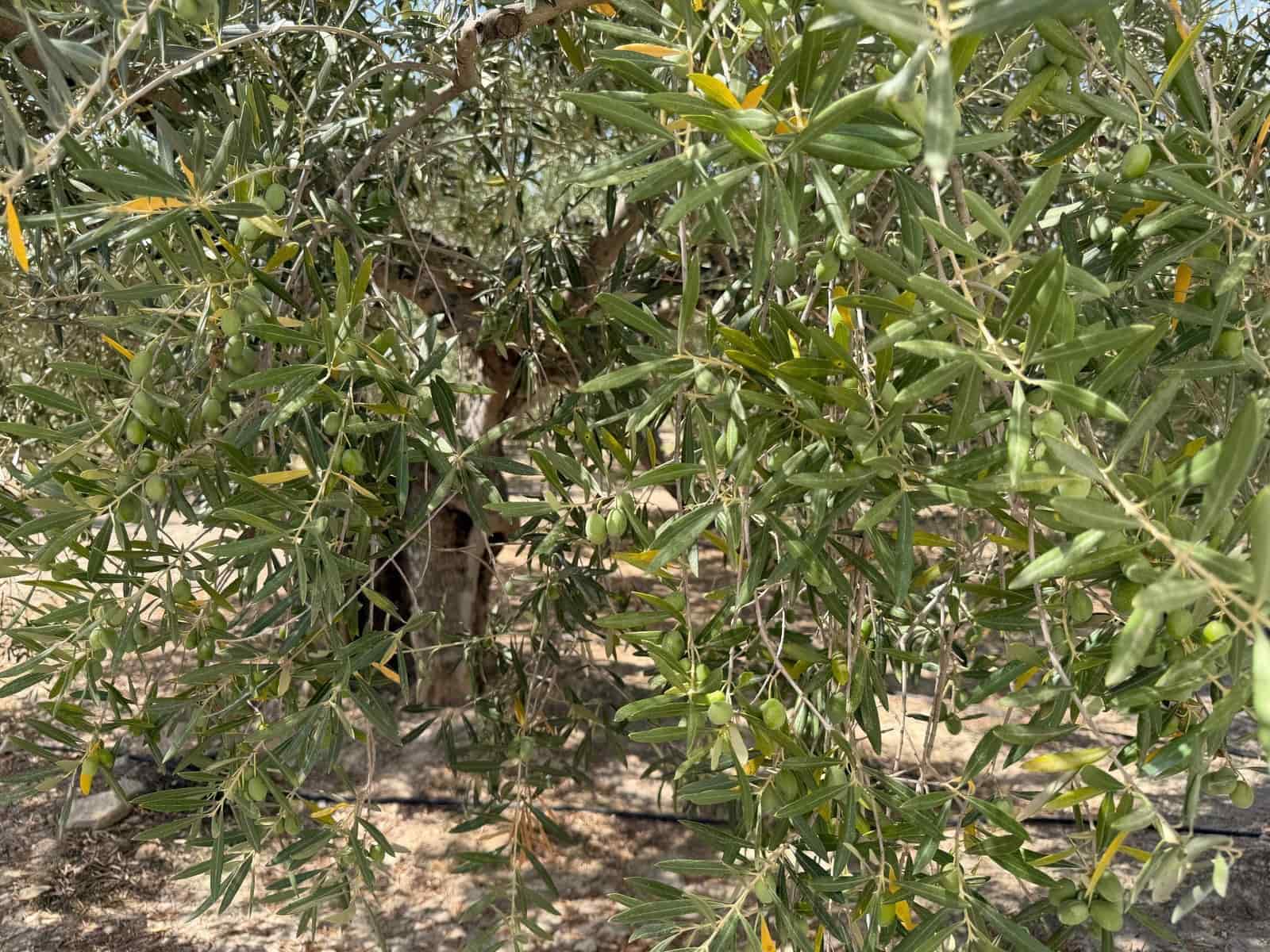 Finca/Casa Rural en Abanilla en venta - 23.900 € (Ref: 10057952)