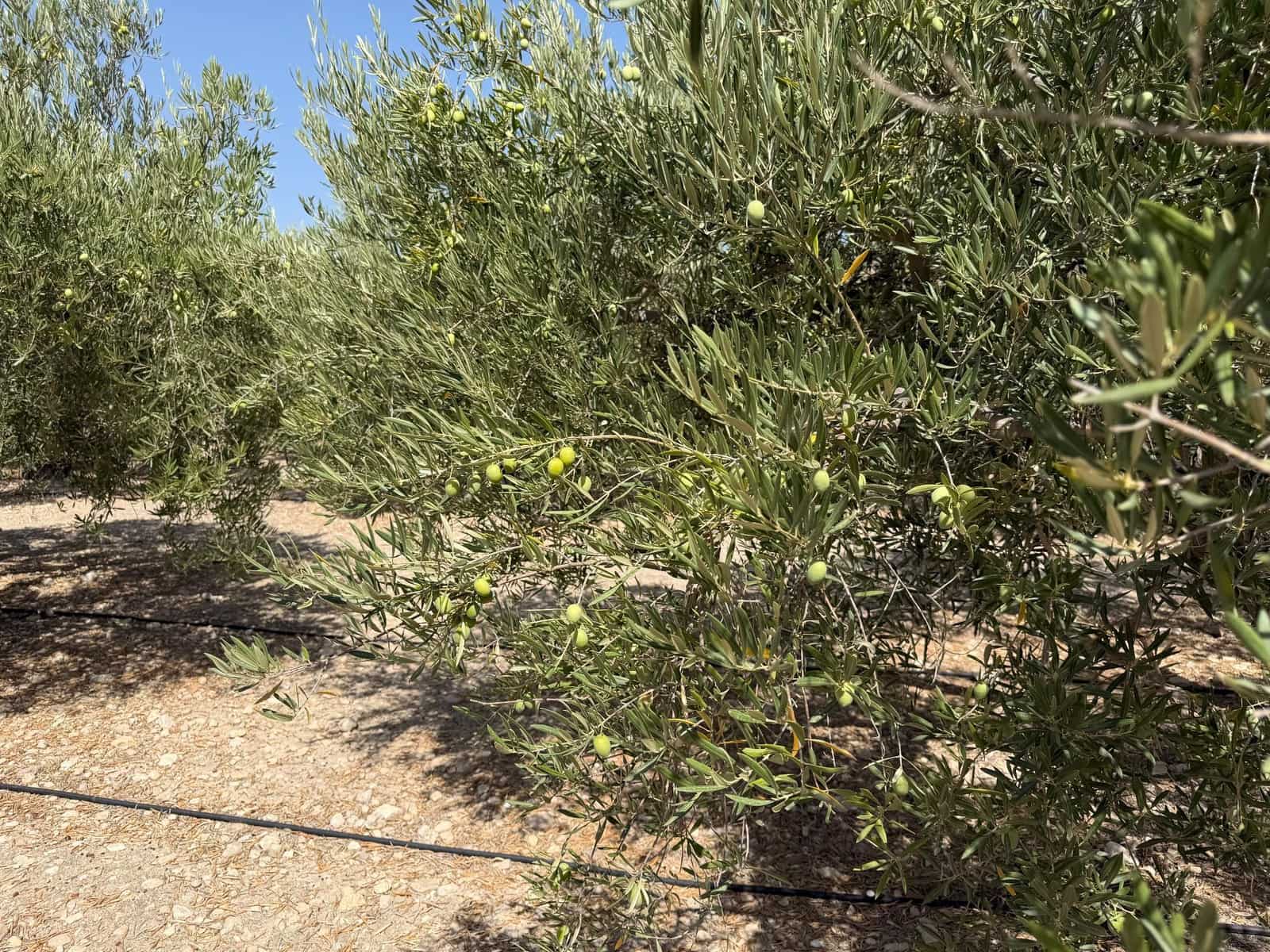 Finca/Casa Rural en Abanilla en venta - 23.900 € (Ref: 10057952)