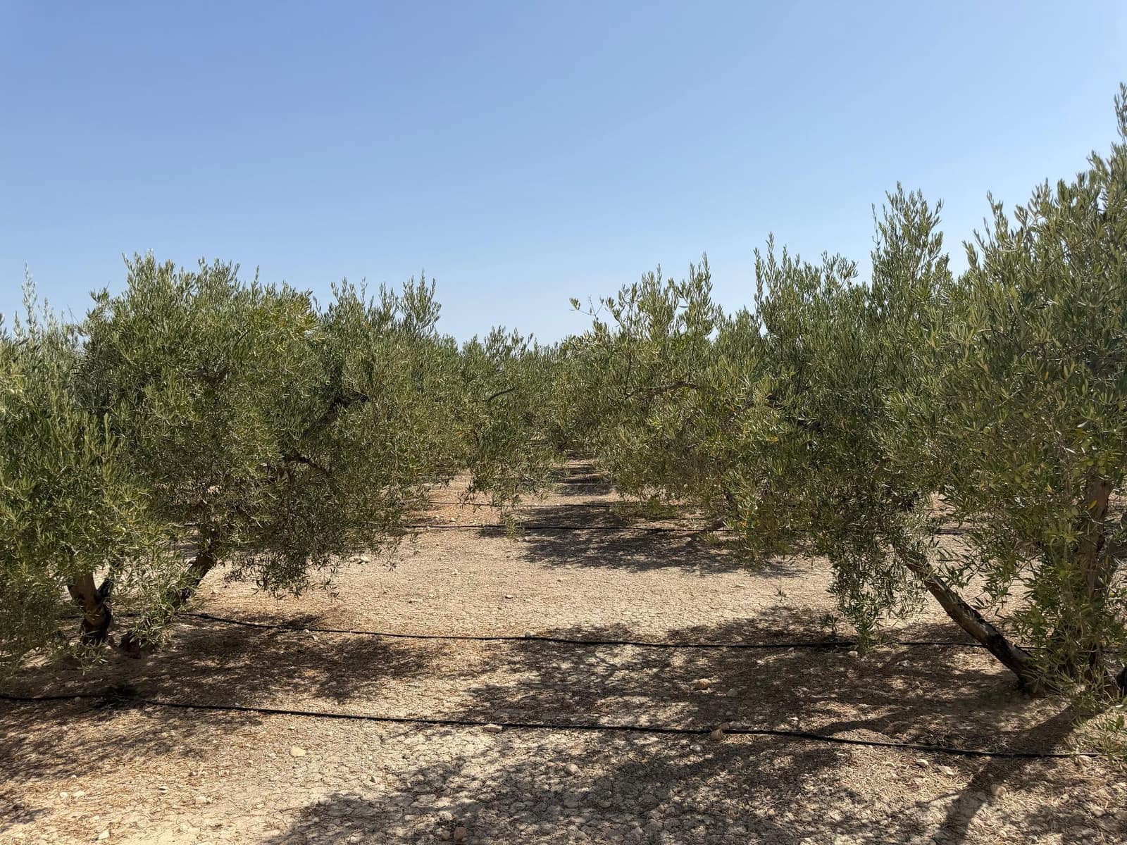 Finca/Casa Rural en Abanilla en venta - 23.900 € (Ref: 10057952)