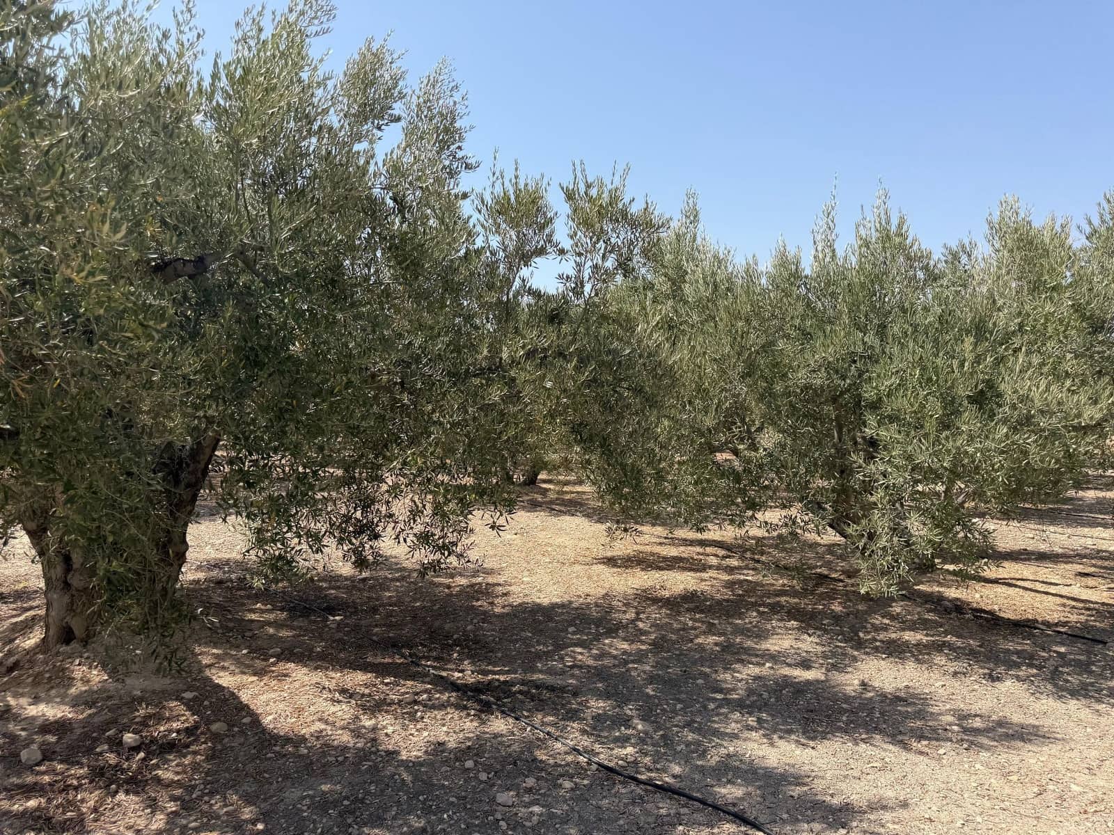 Finca/Casa Rural en Abanilla en venta - 23.900 € (Ref: 10057952)