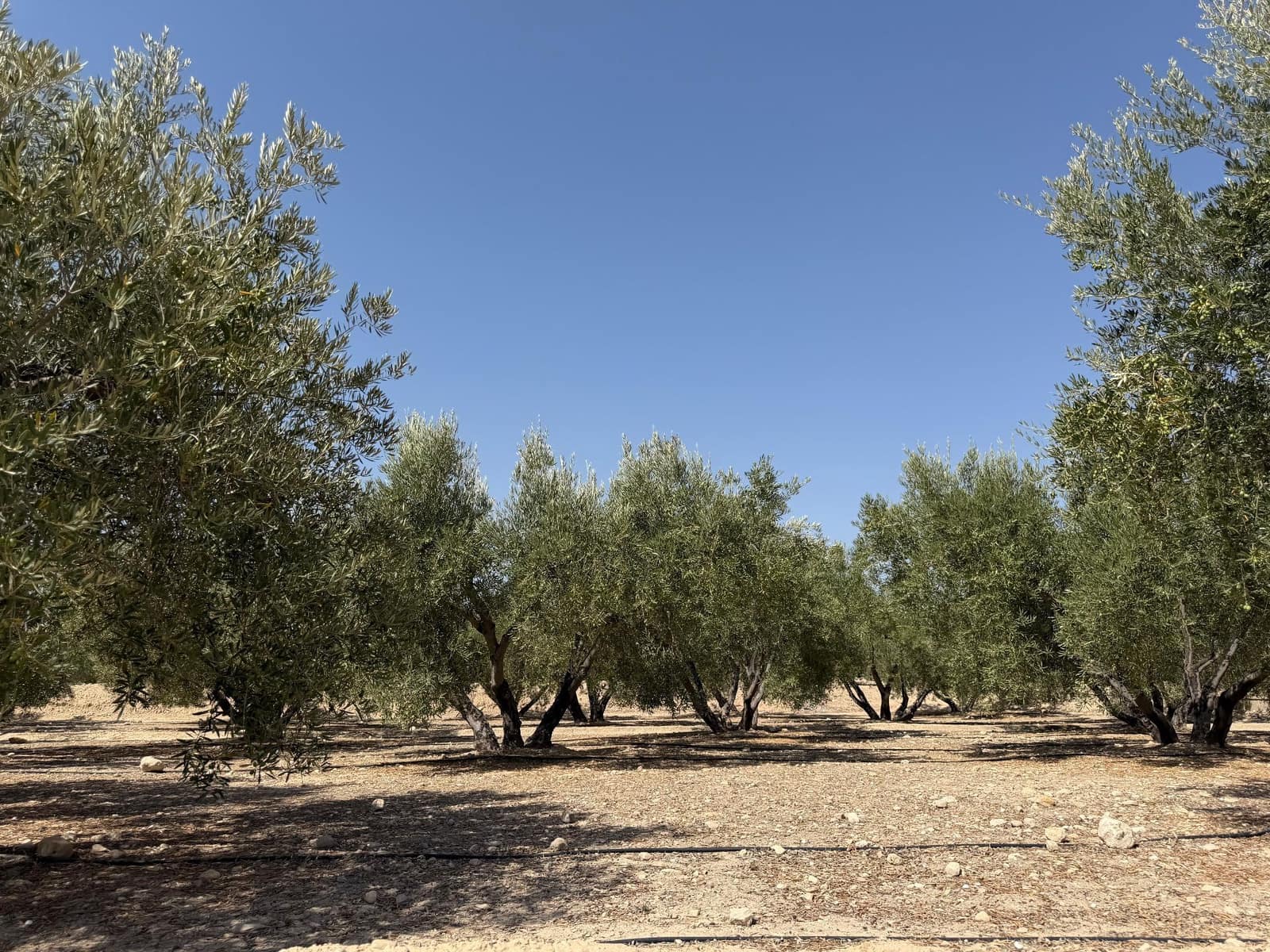 Finca/Casa Rural en Abanilla en venta - 23.900 € (Ref: 10057952)