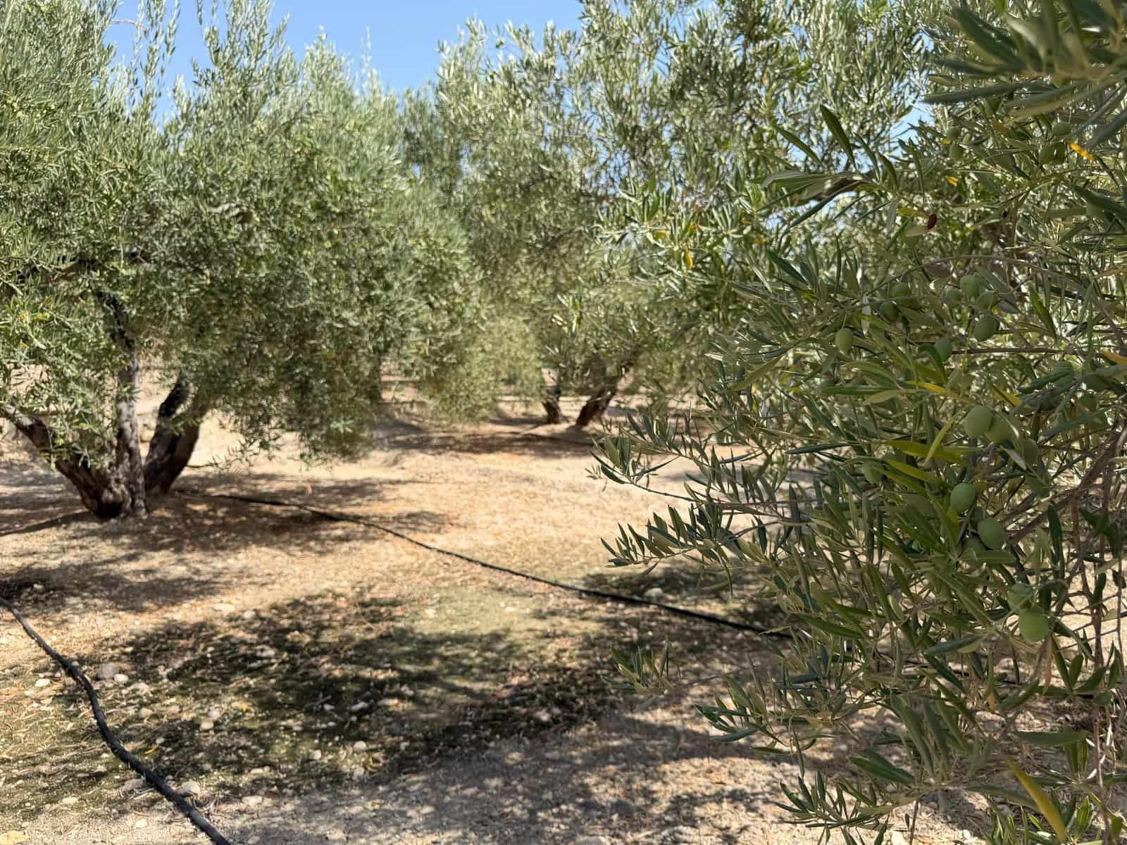 Finca/Casa Rural en Abanilla en venta - 23.900 € (Ref: 10057952)
