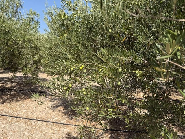Finca/Country House for sale in Abanilla - € 23,900 (Ref: 10057952)