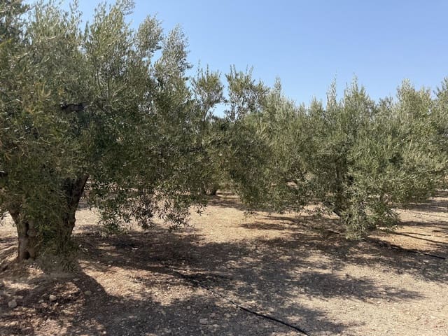 Finca/Country House for sale in Abanilla - € 23,900 (Ref: 10057952)