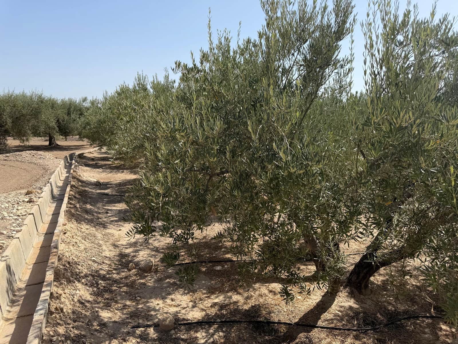 Finca/Casa Rural en Abanilla en venta - 23.900 € (Ref: 10057952)