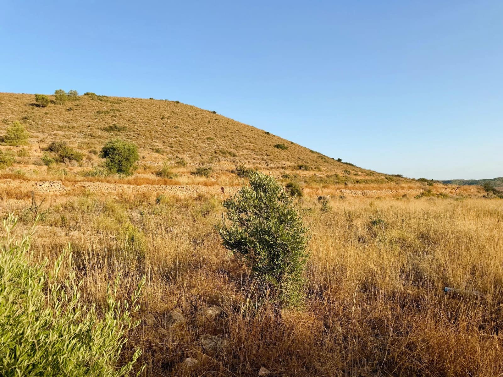 Finca/Landgut zu verkaufen in Barbarroja - 59.900 € (Ref: 10066988)