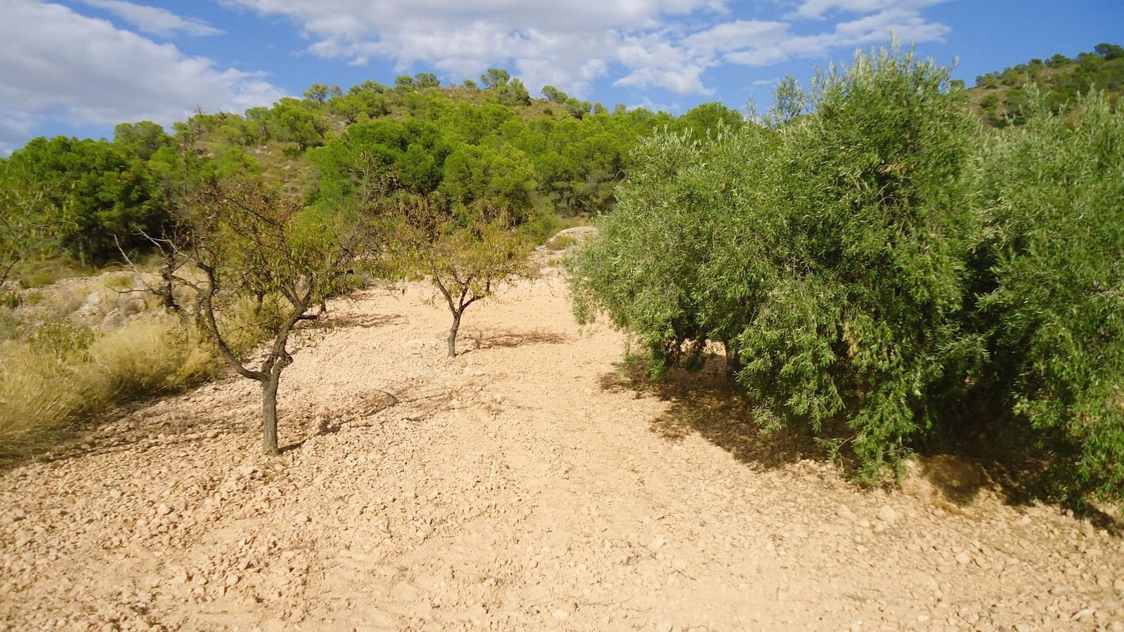 Finca/Country House for sale in Canada de la Lena - € 14,900 (Ref: 10157192)
