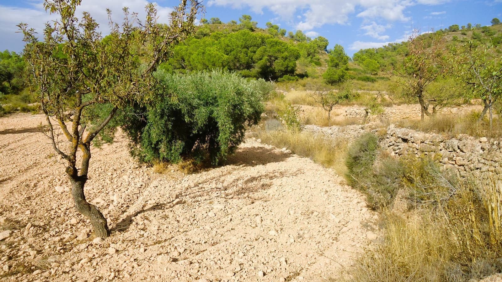 Finca/Country House for sale in Canada de la Lena - € 14,900 (Ref: 10157192)