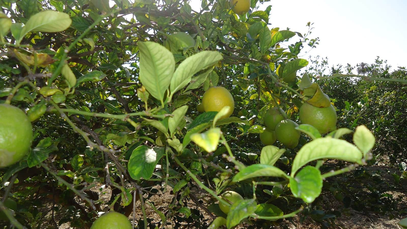 2 soveværelse Villa til salg i Mahoya med swimmingpool - € 124.000 (Ref: 8863556)