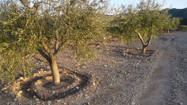 Finca/Maison de Campagne à vendre à Abanilla - 19 900 € (Ref: 8863560)