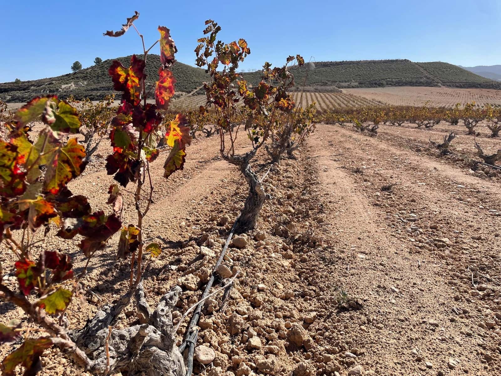 Finca/Country House for sale in Jumilla - € 49,900 (Ref: 8863562)