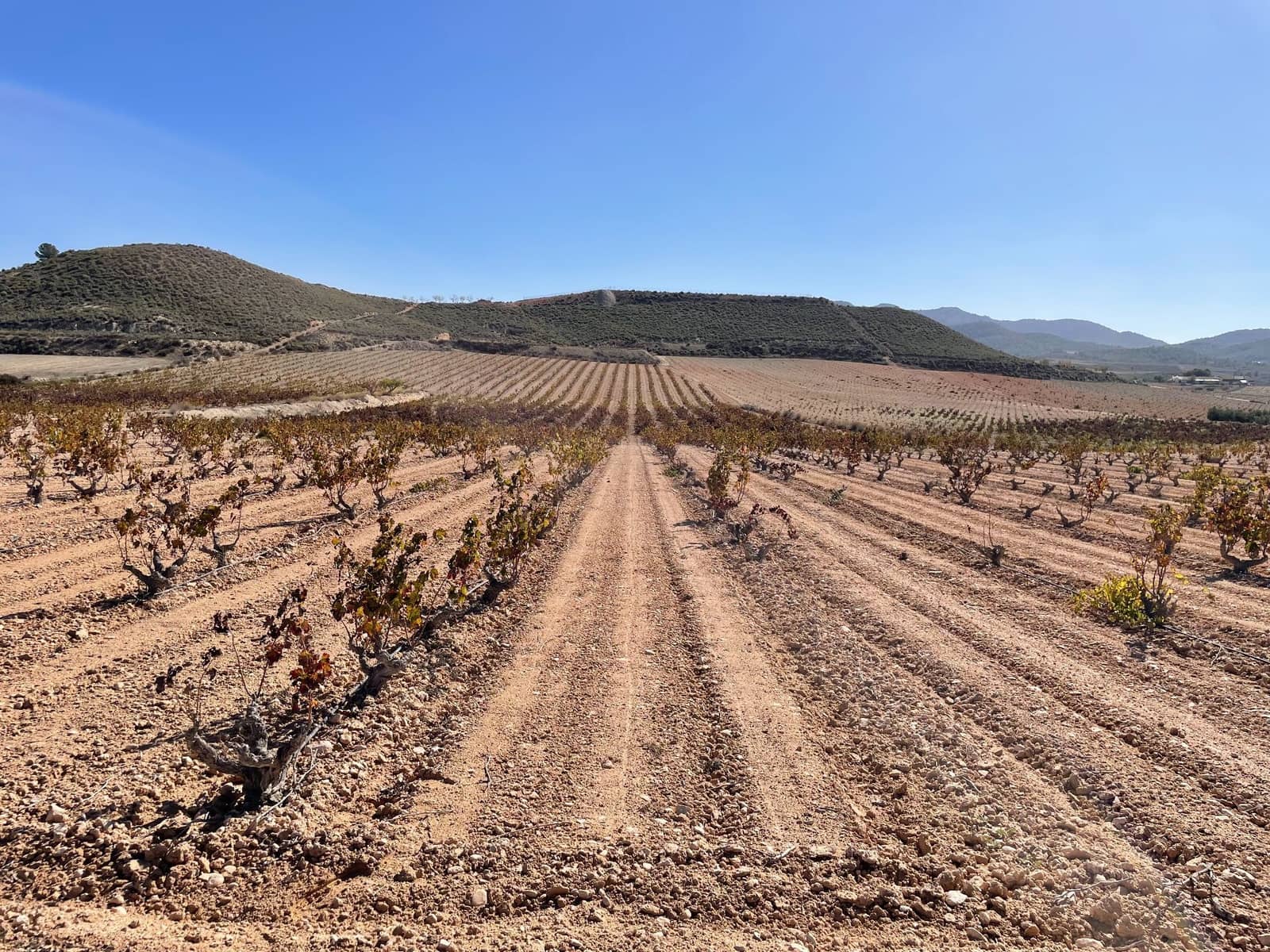 Finca/Country House for sale in Jumilla - € 49,900 (Ref: 8863562)