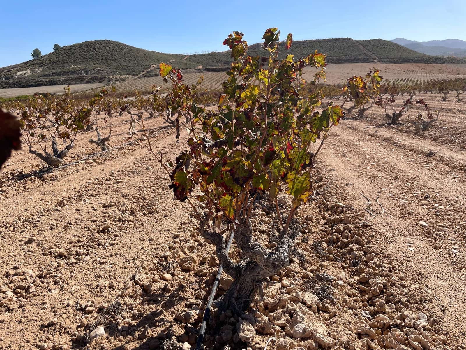 Finca/Country House for sale in Jumilla - € 49,900 (Ref: 8863562)