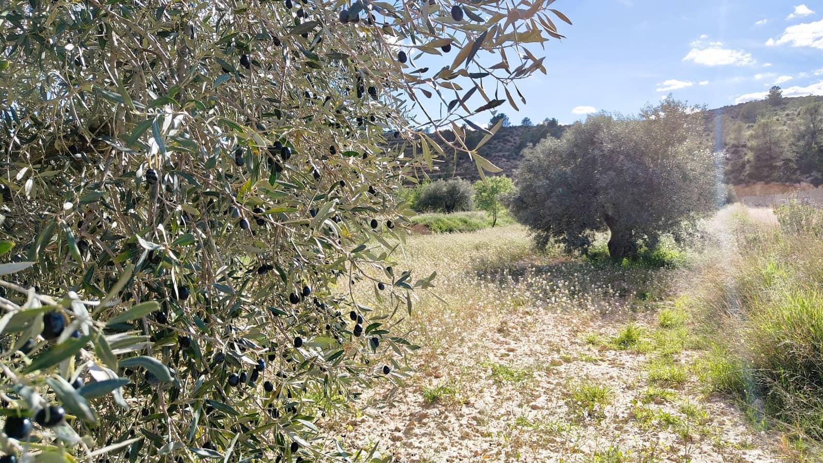 Finca/Country House for sale in La Zarza - € 34,900 (Ref: 8863571)