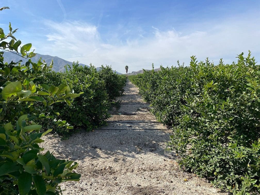 2 soverom Finca/Herregård til salgs i Redovan - € 679 000 (Ref: 8863577)