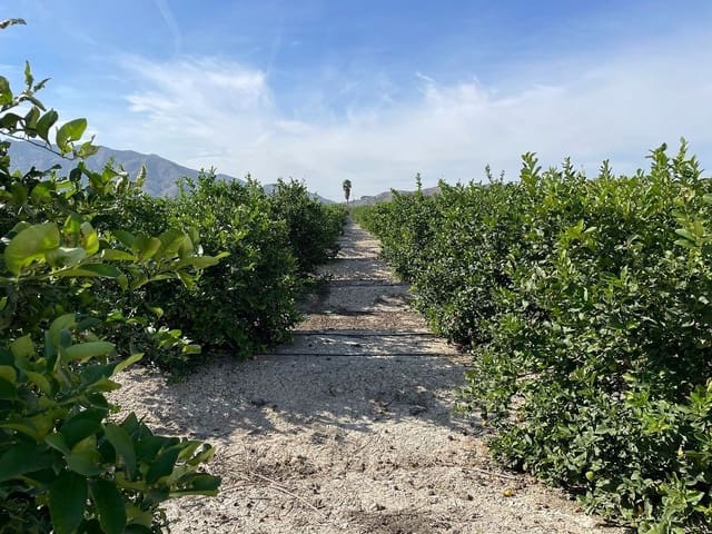 2 soveværelse Finca/Landehus til salg i Redován - € 679.000 (Ref: 8863577)