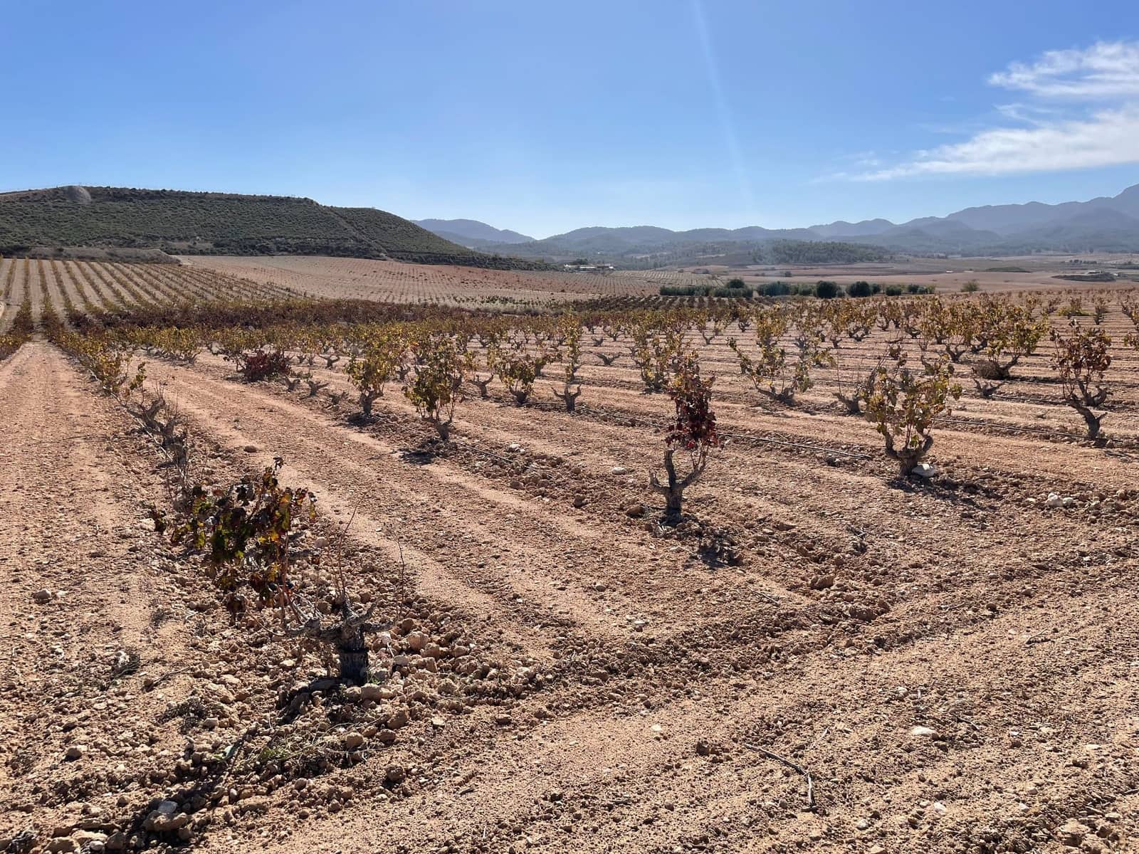 Finca/Landehus til salg i Jumilla - € 45.000 (Ref: 8863581)