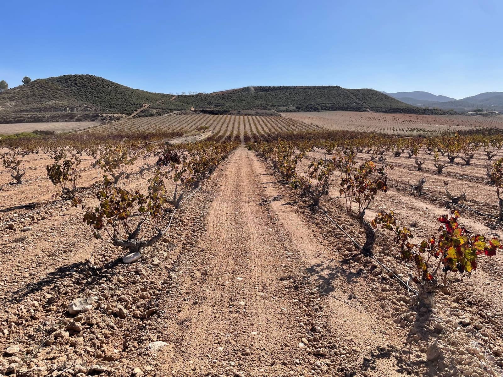 Finca/Landehus til salg i Jumilla - € 45.000 (Ref: 8863581)