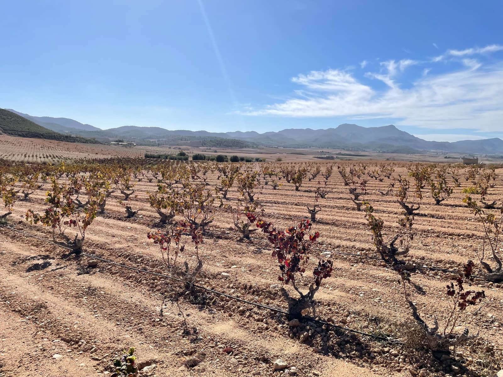 Finca/Landehus til salg i Jumilla - € 45.000 (Ref: 8863581)