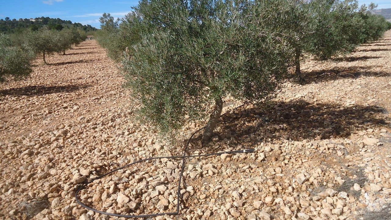 Finca/Country House for sale in Yecla - € 57,900 (Ref: 8863582)