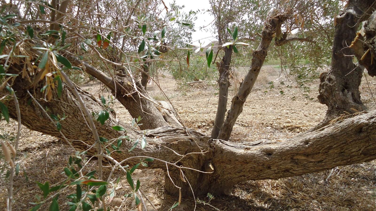 Finca/Landhuis te koop in Mahoya - € 14.900 (Ref: 8863585)