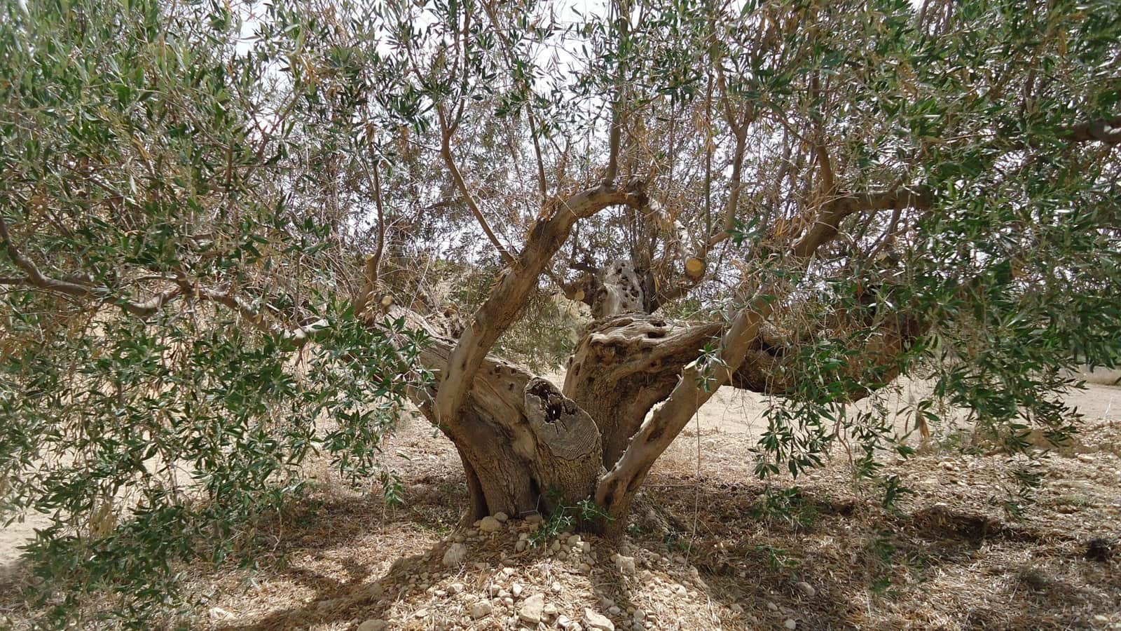 Finca/Landhuis te koop in Mahoya - € 14.900 (Ref: 8863585)