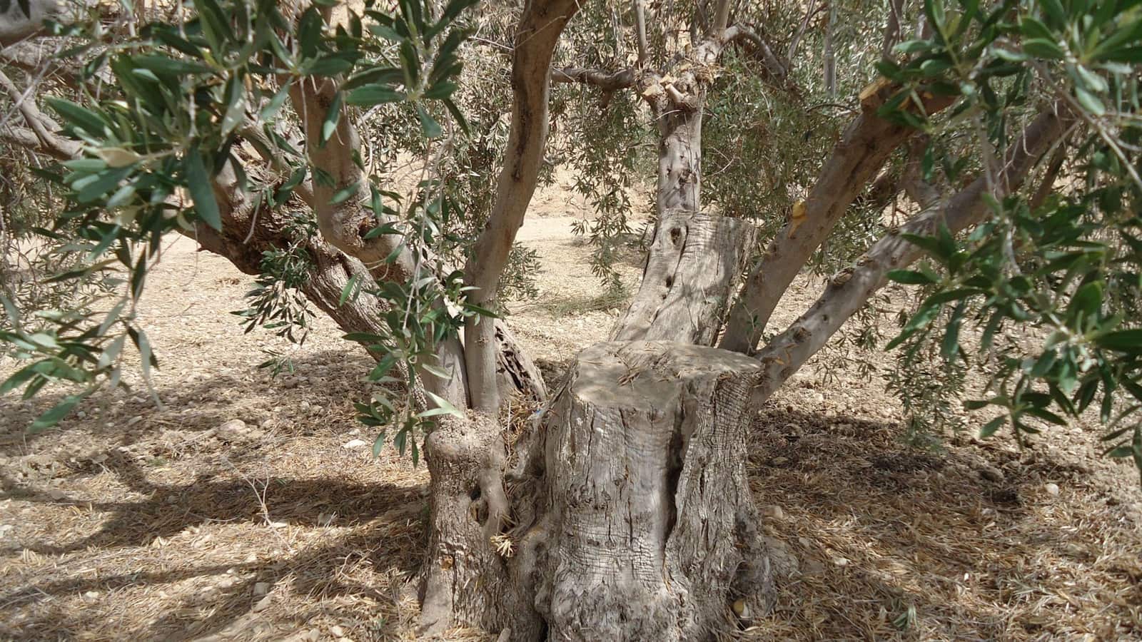 Finca/Landhuis te koop in Mahoya - € 14.900 (Ref: 8863585)