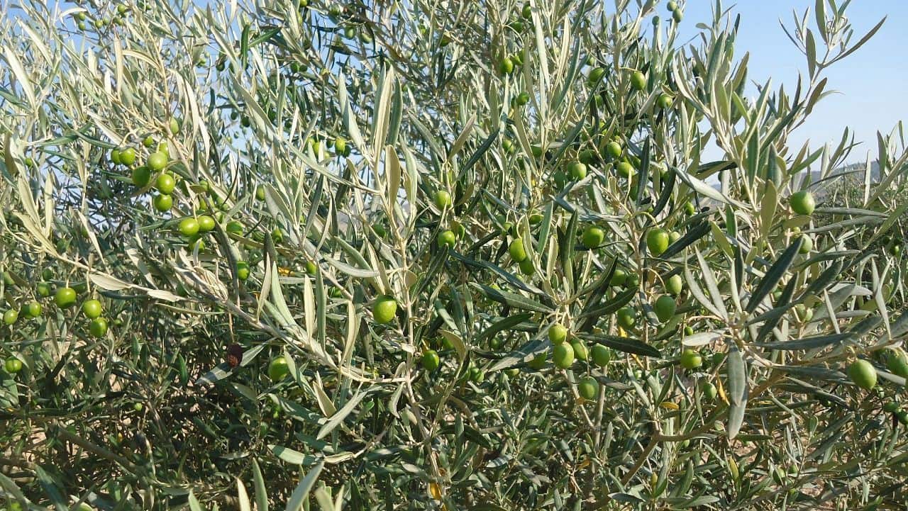 Finca/Herregård til salgs i Yecla - € 43 500 (Ref: 8863587)