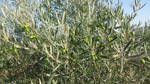 Finca/Herregård til salgs i Yecla - € 43 500 (Ref: 8863587)