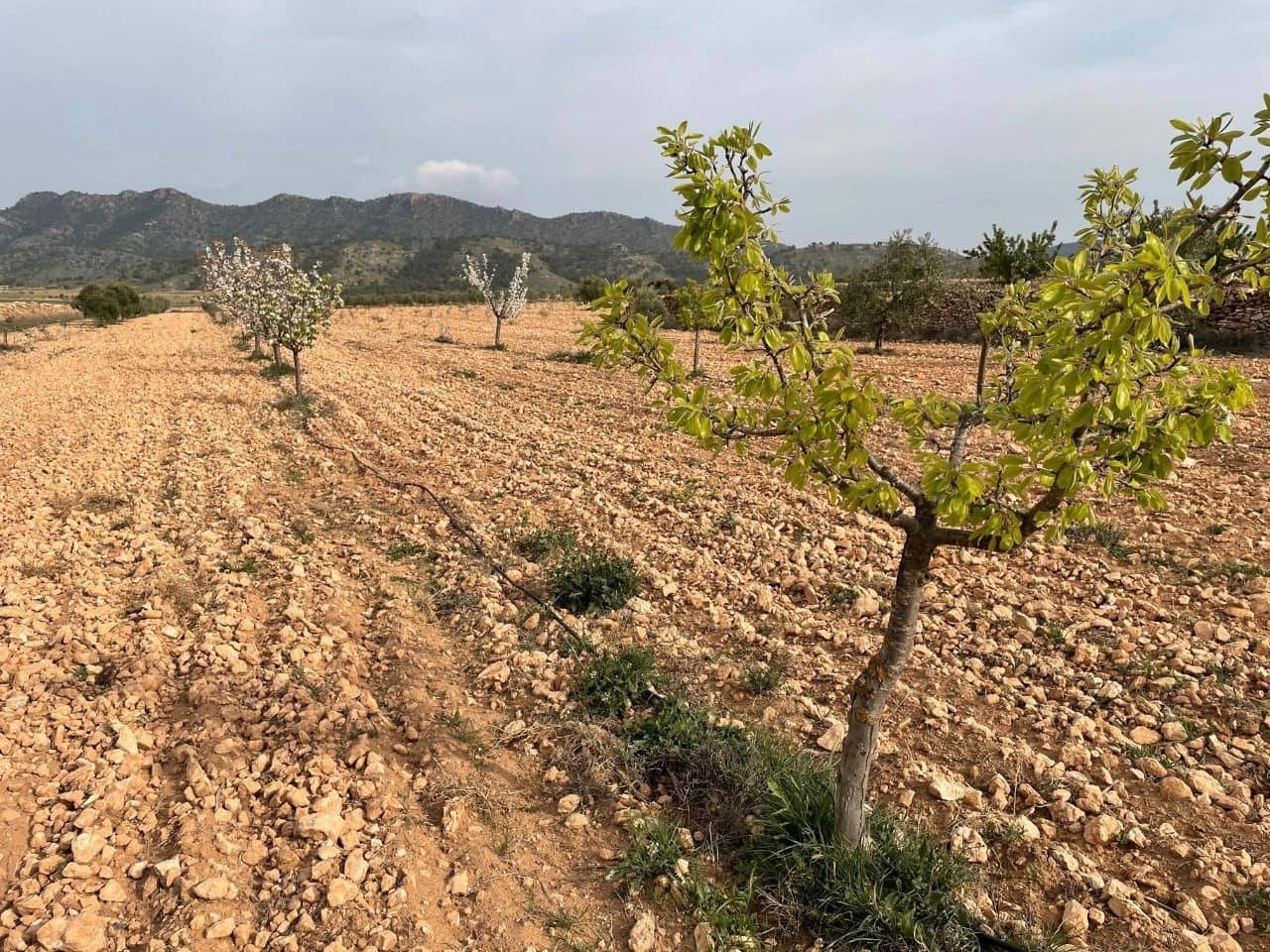 Finca/Herregård til salgs i Yecla - € 43 500 (Ref: 8863587)