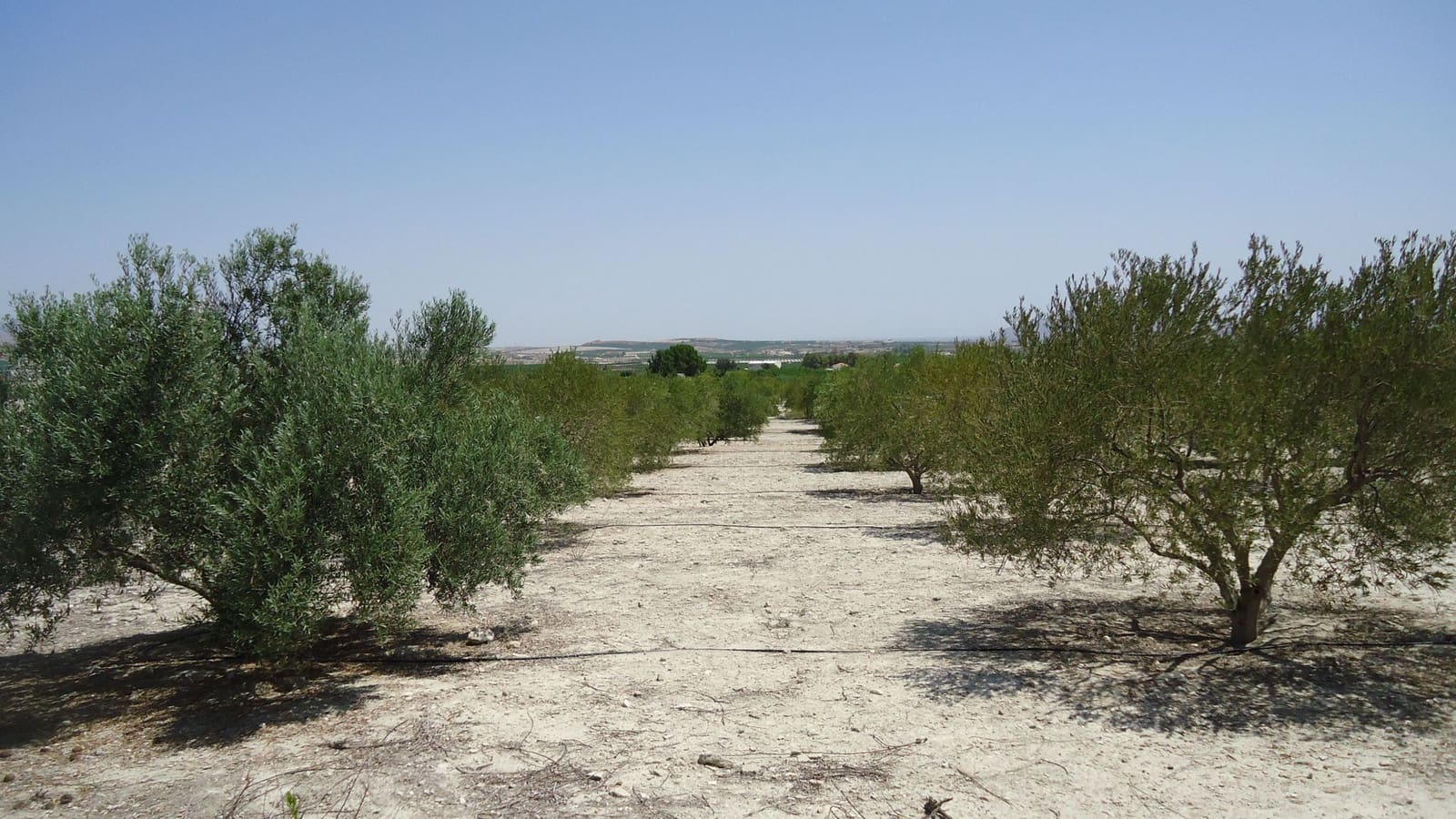 Finca/Herregård til salgs i Abanilla - € 179 000 (Ref: 8863595)