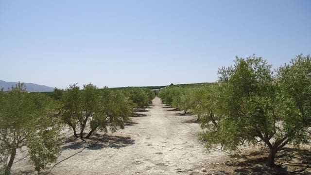 Finca/Maison de Campagne à vendre à Abanilla - 179 000 € (Ref: 8863595)