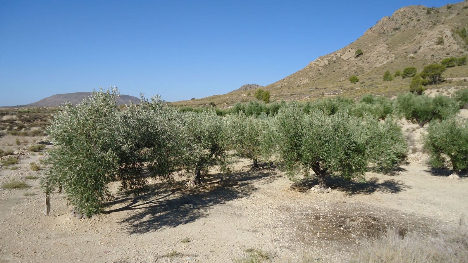 Finca/Maison de Campagne à vendre à Abanilla - 75 000 € (Ref: 8863596)